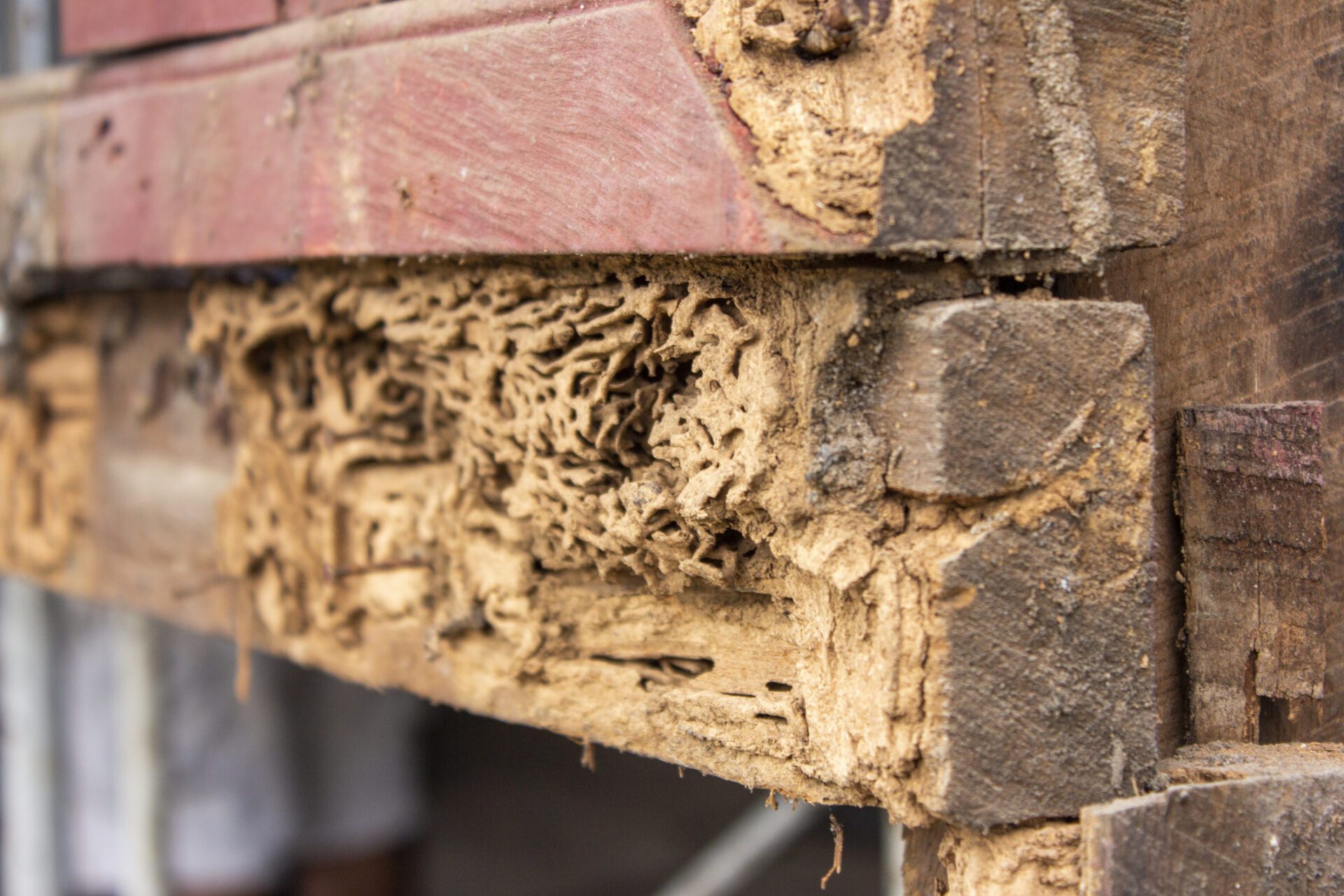 Prevent decay and insects by building with steel